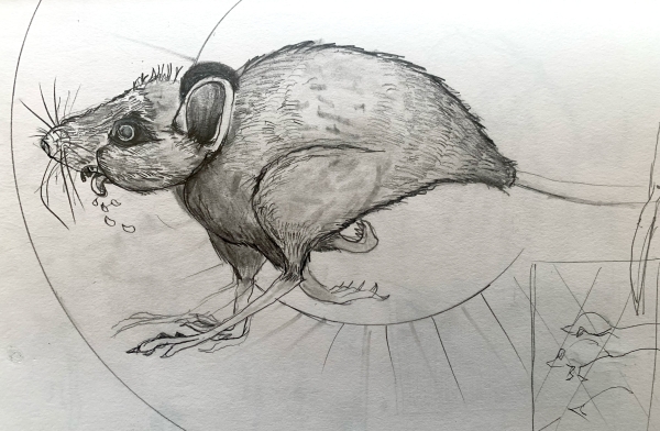 rat in a cage